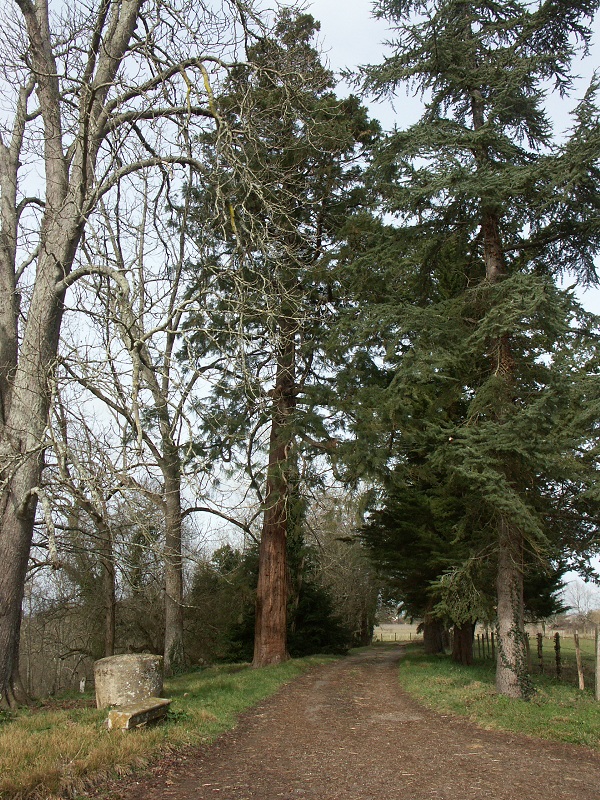 Séquoia géant à Bazas