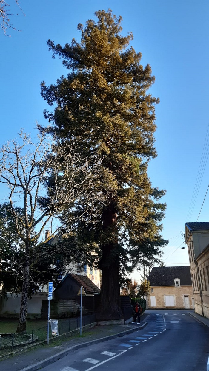 Séquoia sempervirens