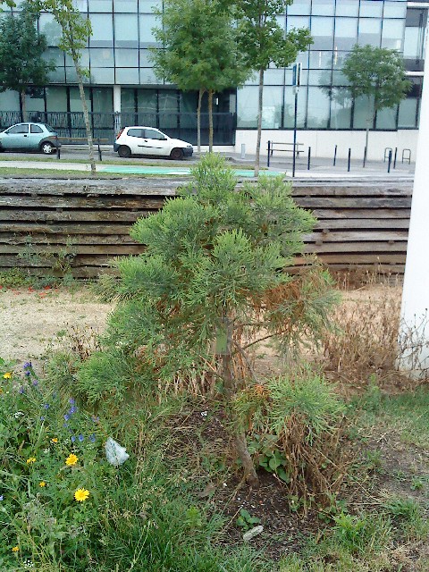 Séquoia géant au jardin botanique de Bordeaux