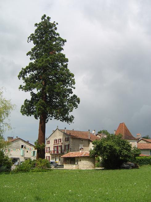 Séquoia géant, Bourdeilles