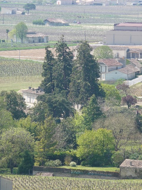 Séquoias géants à St Emilion