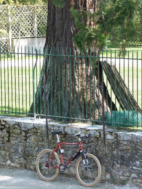 Séquoia géant parc du Château la Gaffelière