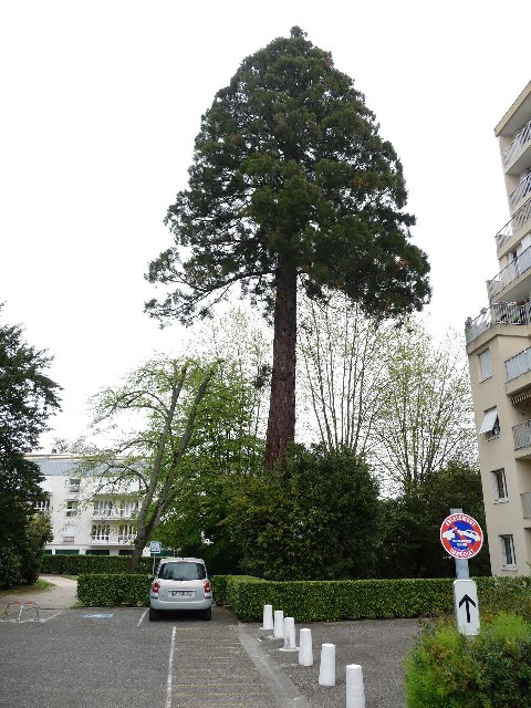 Séquoia géant à Gradignan