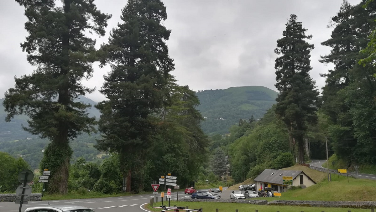 Séquoias sempervirens