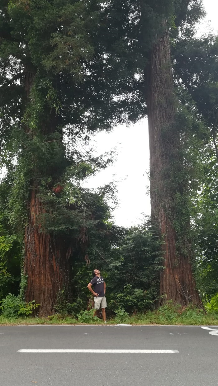 Séquoias sempervirens