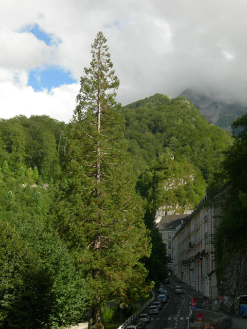 Séquoia géant aux Eeaux-Bonnes © Antonin Nicol