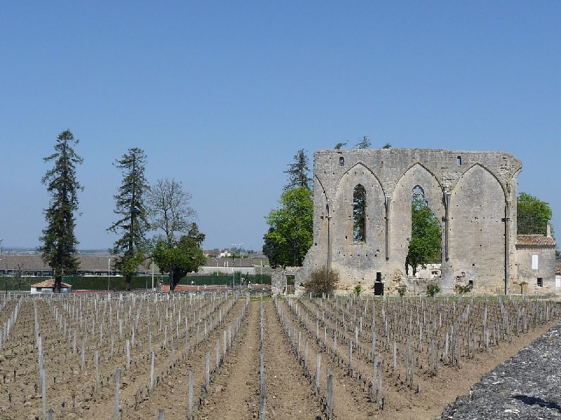 Séquoias sempervirens à St Emilion