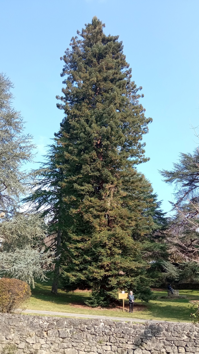 Séquoia sempervirens