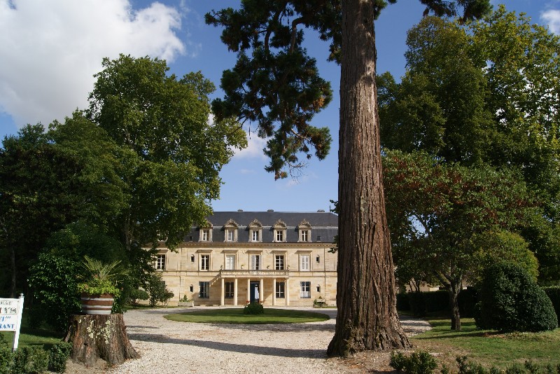 Séquoia géant à St Estèphe