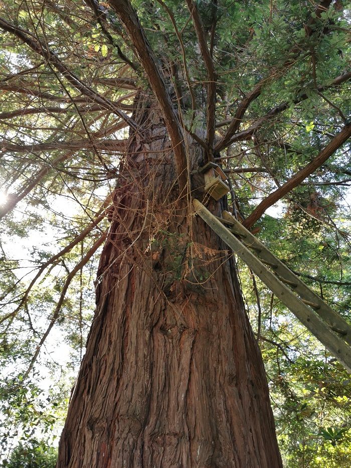 Séquoia sempervirens