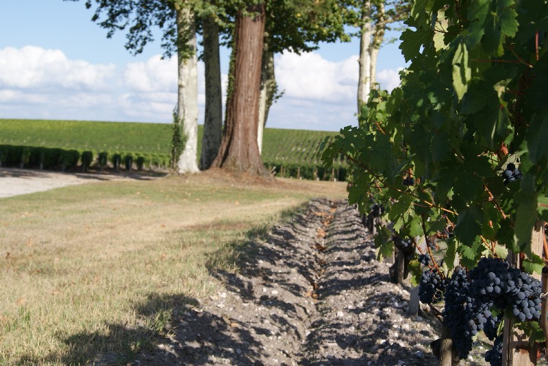 Séquoia géant au coeur du vignoble du château Lagrange