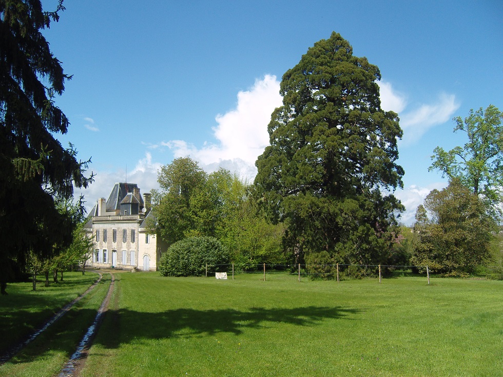 Séquoia géant à Saint-Romain