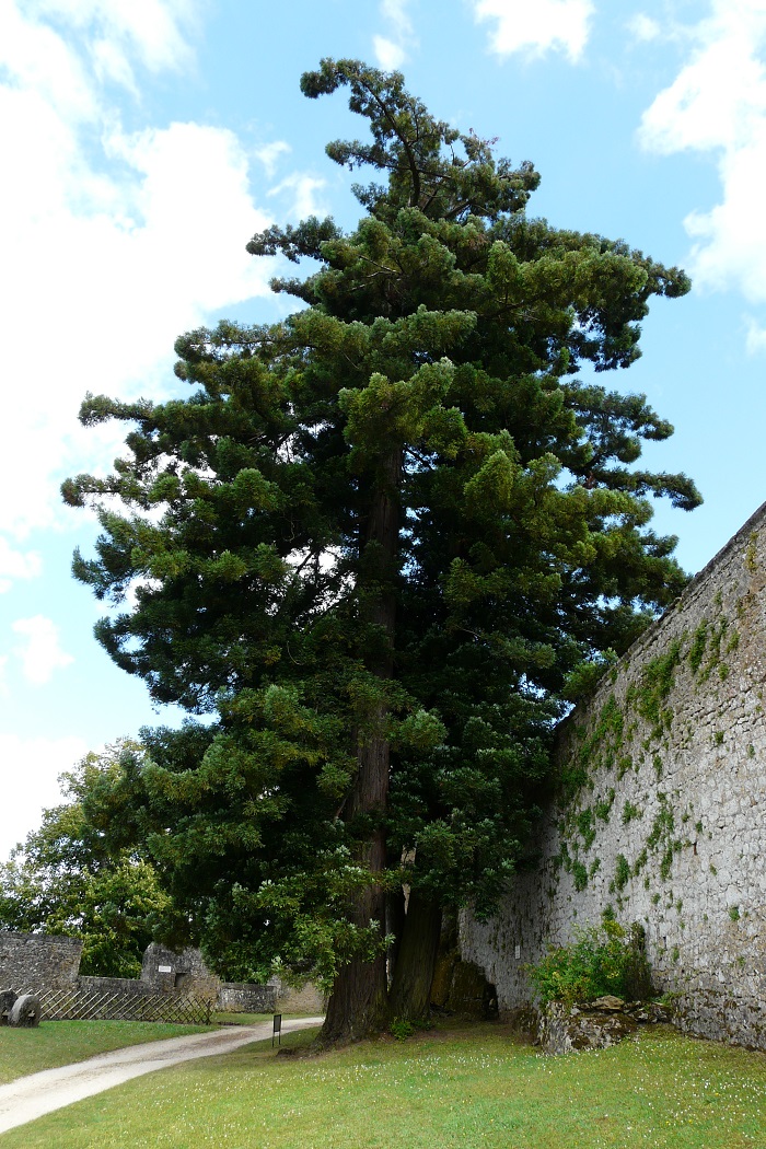 Séquoia sempervirens à Sainte Mondane