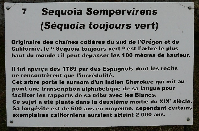 Séquoia sempervirens à Sainte Mondane