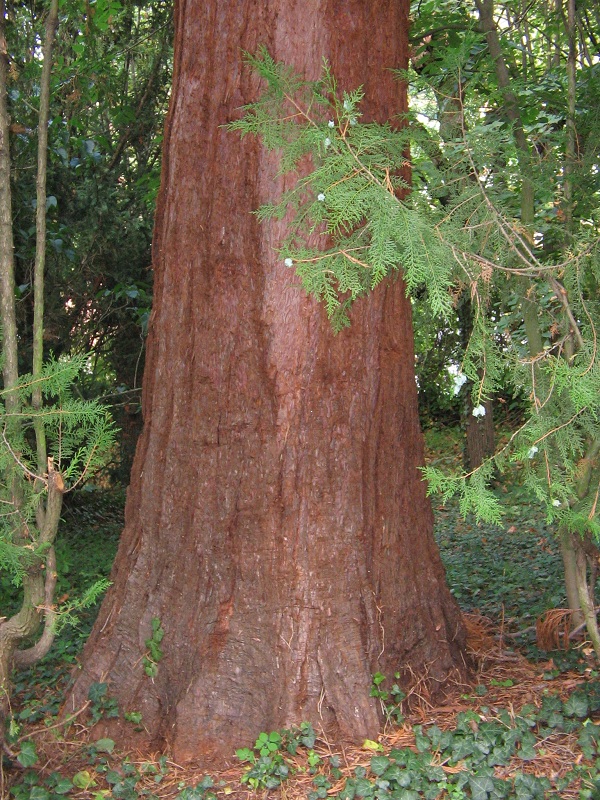 Tronc du séquoia géant