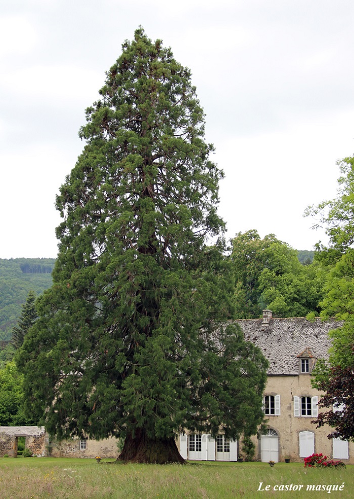 Séquoia géant à Cotteuges