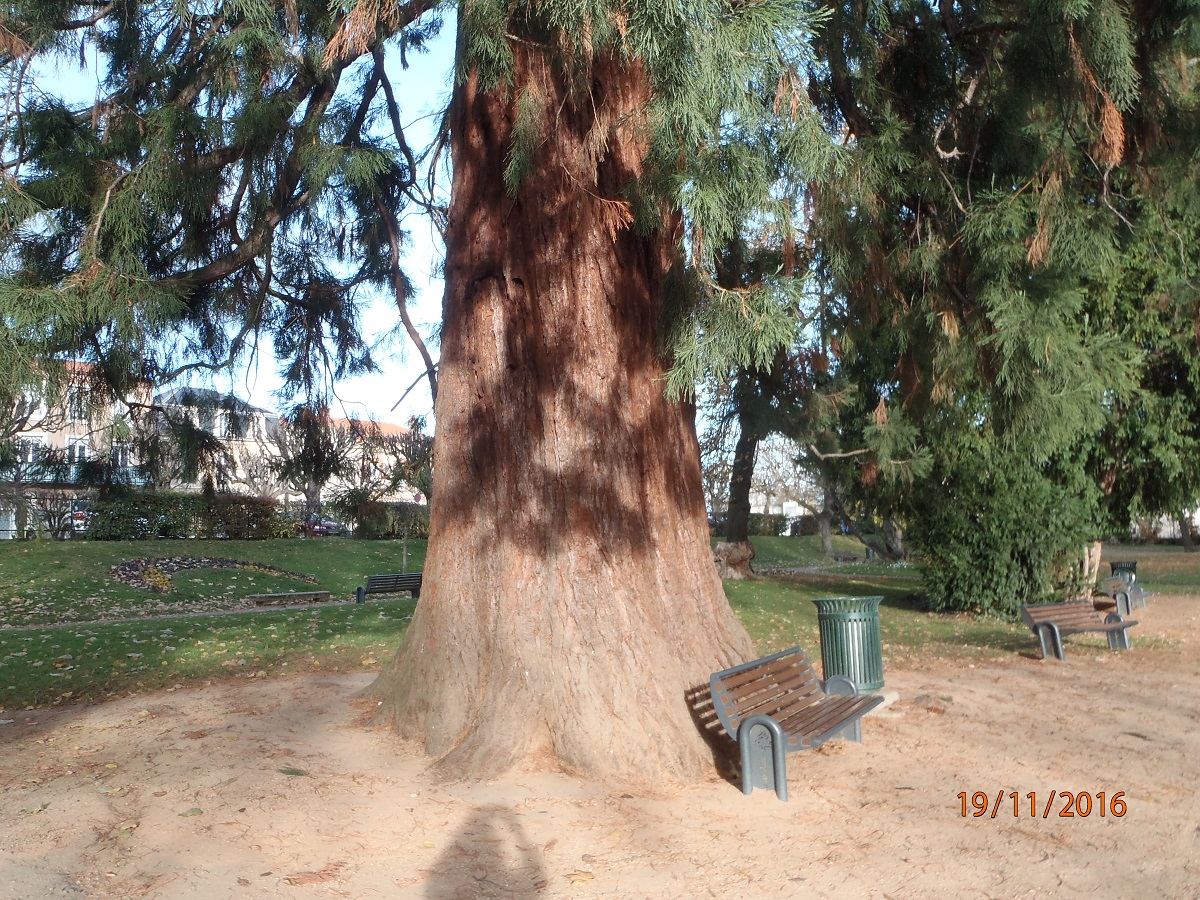 Séquoia géant à Issoire