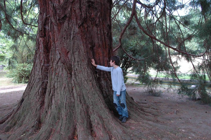 Séquoia géant au parc St Jean
