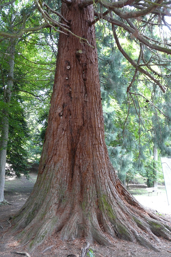 Séquoia géant à Murol