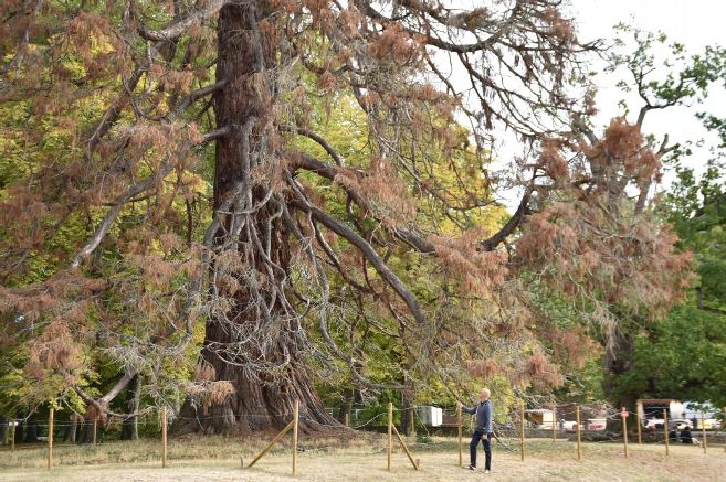 Séquoia géant à Randan