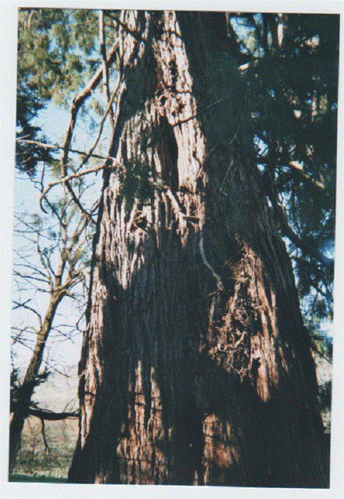 Séquoia géant à Yolet