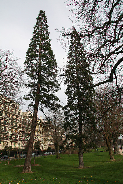 Séquoia géant, avenue Foch, 16me ©Stphane Sudre