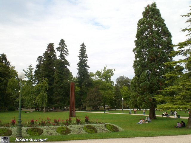 sequoiadendron giganteum, Bordeaux