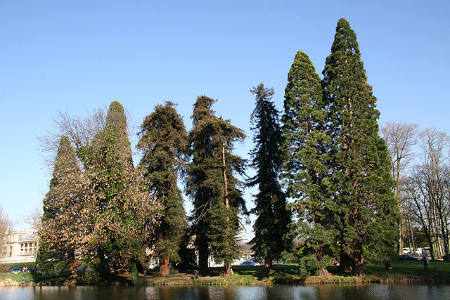 Superbe vue sur les arbres de l'étang des Tribunes © Stéphane Sudre