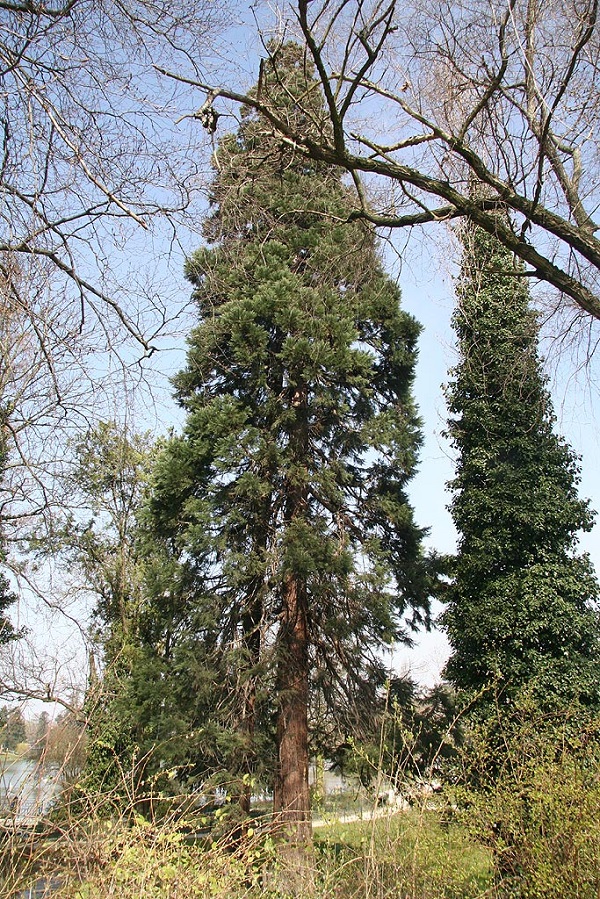 Bois de Vincennes