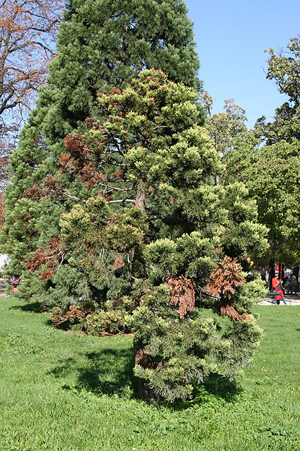 Jeune squoia, Bois de Vincennes ©Stéphane Sudré