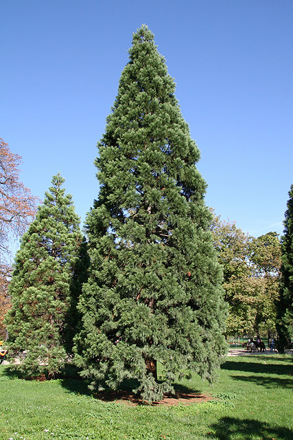 squoia, Bois de Vincennes ©Stéphane Sudré