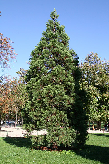 sequoiadendron giganteum