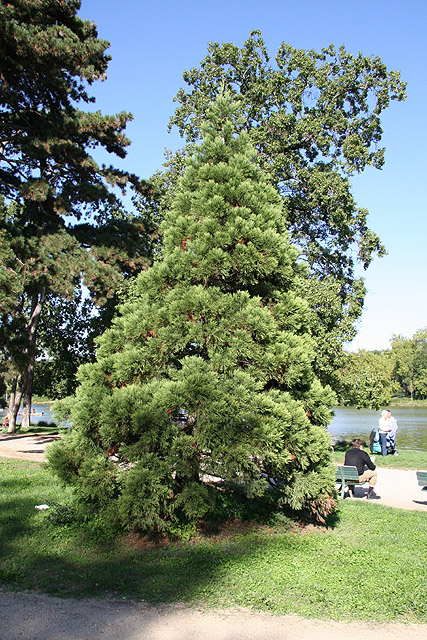 sequoiadendron giganteum