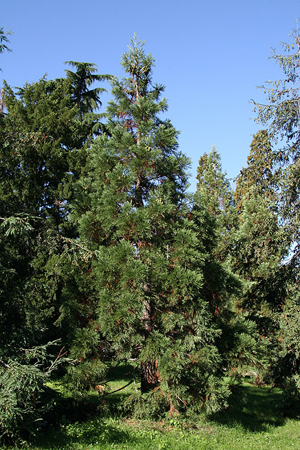 Bois de Vincennes