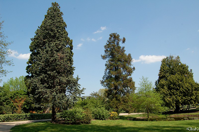 sequoia sempervirens, Jardin Botanique de Tours © Patrick Desbois