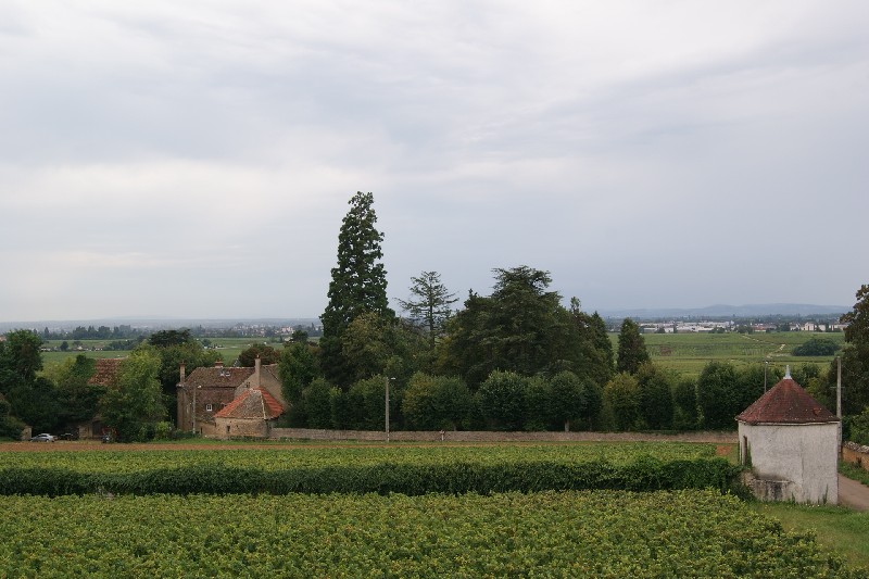 Séquoia géant à Aloxe Corton