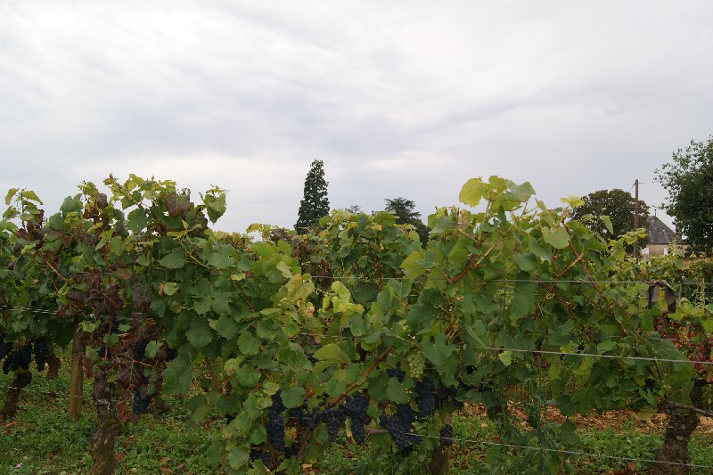 Séquoia géant  et vigne