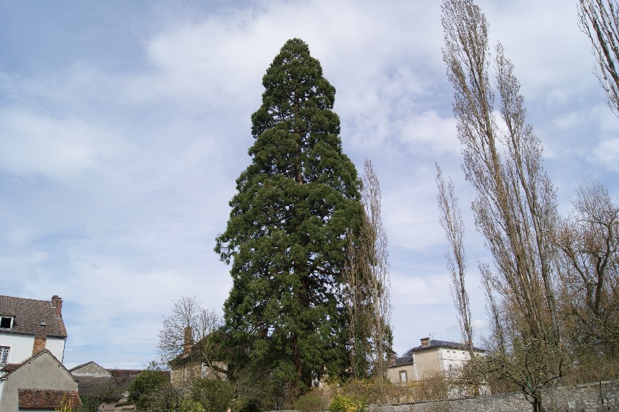 Séquoia géant à Appoigny