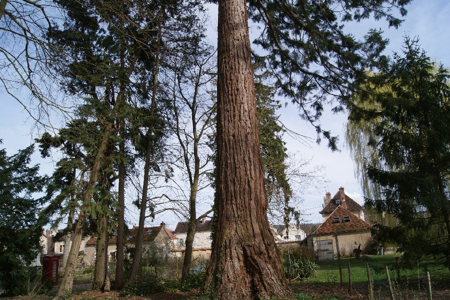 Séquoia géant à Augy