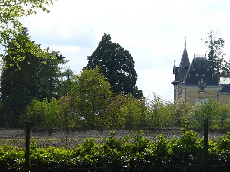 Séquoia géant à beaune parc de la Creusotte