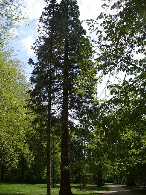 Séquoia géant à beaune parc de la Bouzaise