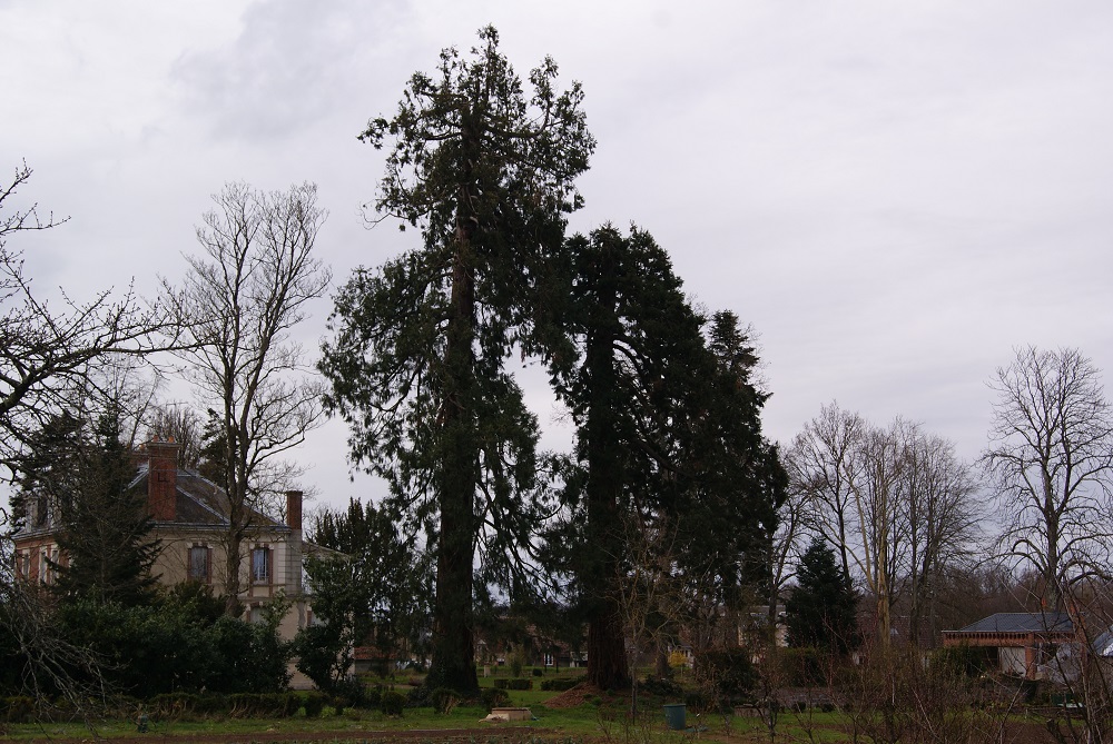 Séquoia géant à xxx