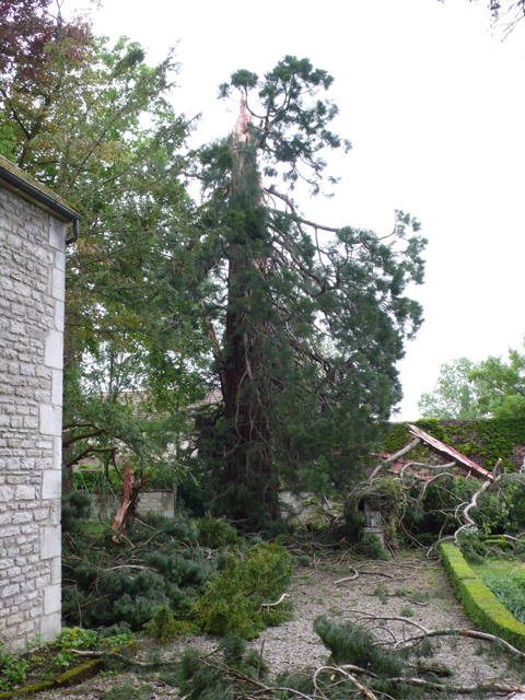 Séquoia géant à Chablis © Didier Gaillard