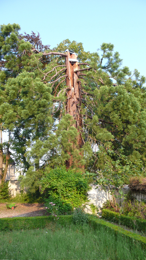 Le séquoia géant a repris vigueur grâce aux bons soins de son propriétaire © Didier Gaillard