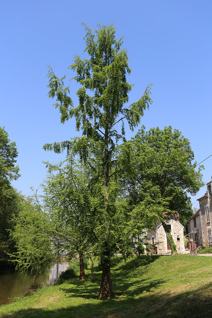 Metasequoia à Chablis