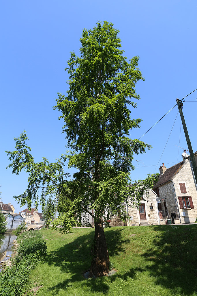 Metasequoia à Chablis