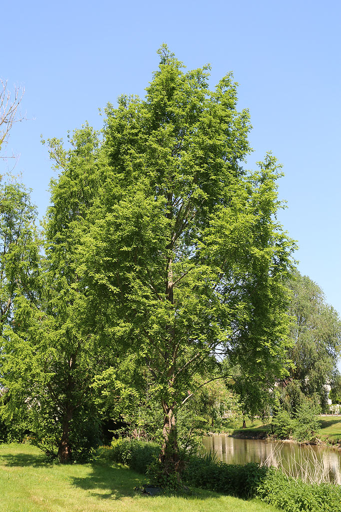 Metasequoia