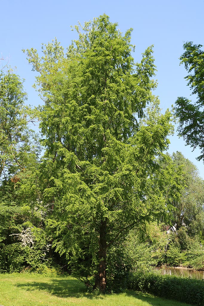 Metasequoia