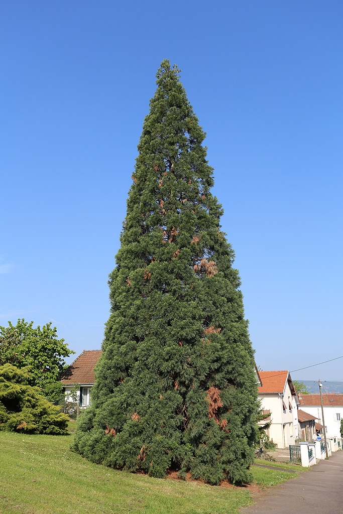 Séquoia géant à Chagny