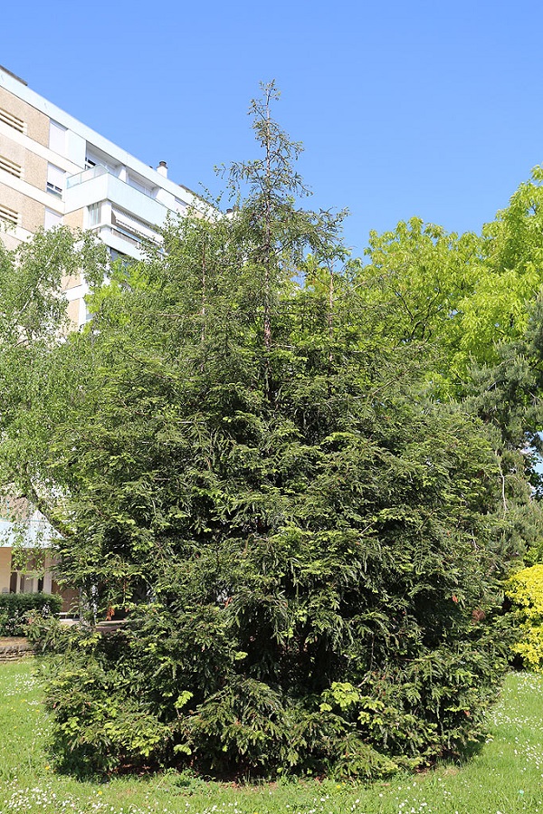 sempervirens